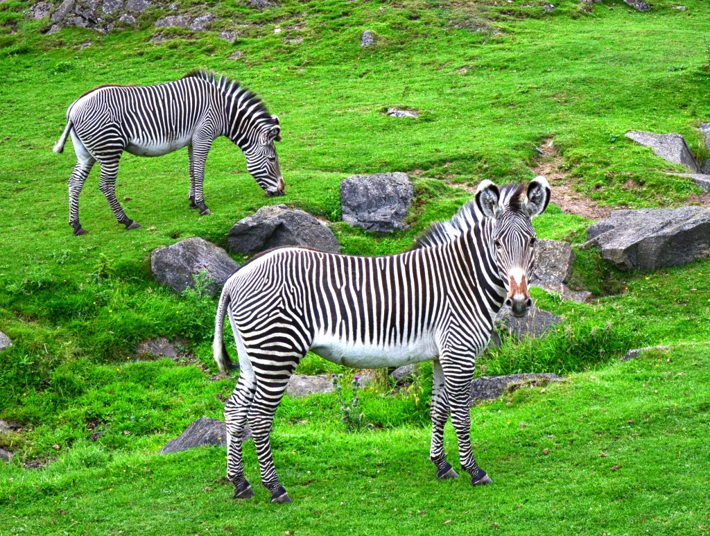 Zebras in the National Park jigsaw puzzle in Animals puzzles on TheJigsawPuzzles.com