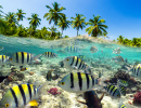 Snorkeling in the Tropical Sea