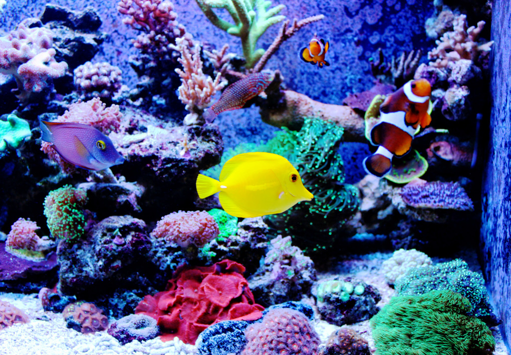 Aquarium avec des récifs de corail jigsaw puzzle in Sous les mers puzzles on TheJigsawPuzzles.com