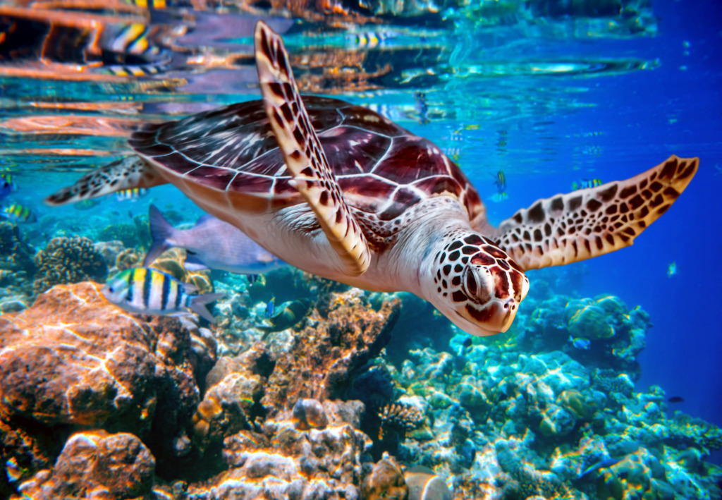 Meeresschildkröte auf den Malediven jigsaw puzzle in Unter dem Meer puzzles on TheJigsawPuzzles.com