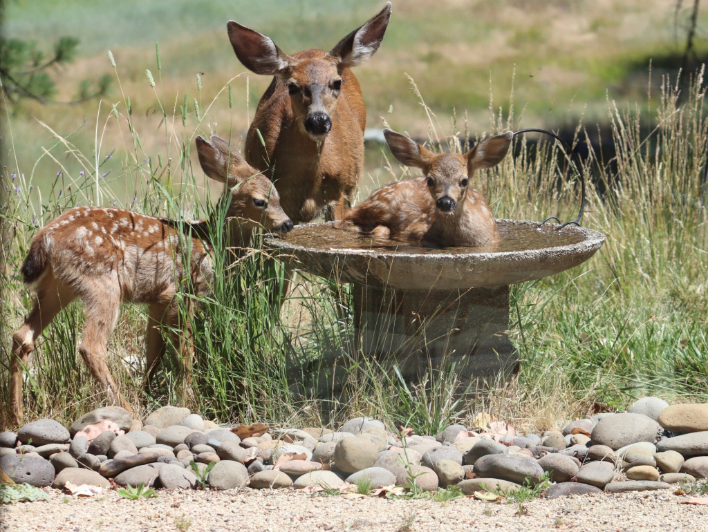 deer and fountain jigsaw puzzle in BARBARA J HITE puzzles on TheJigsawPuzzles.com