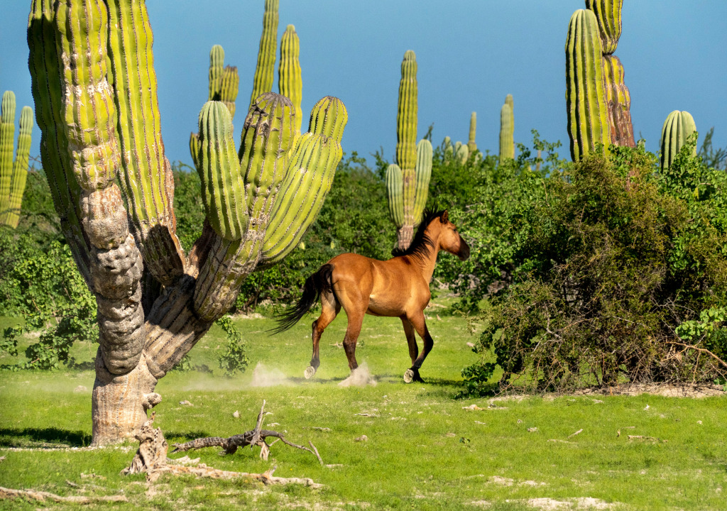 Wild Horse in Baja California Sur jigsaw puzzle in Animals puzzles on TheJigsawPuzzles.com