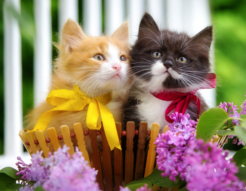 Chatons dans une panier avec des fleurs jigsaw puzzle in Puzzle du jour puzzles on TheJigsawPuzzles.com