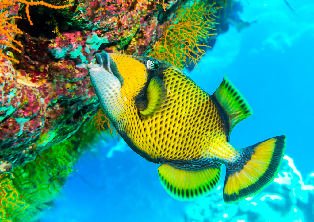 Titan Triggerfish jigsaw puzzle in Under the Sea puzzles on TheJigsawPuzzles.com