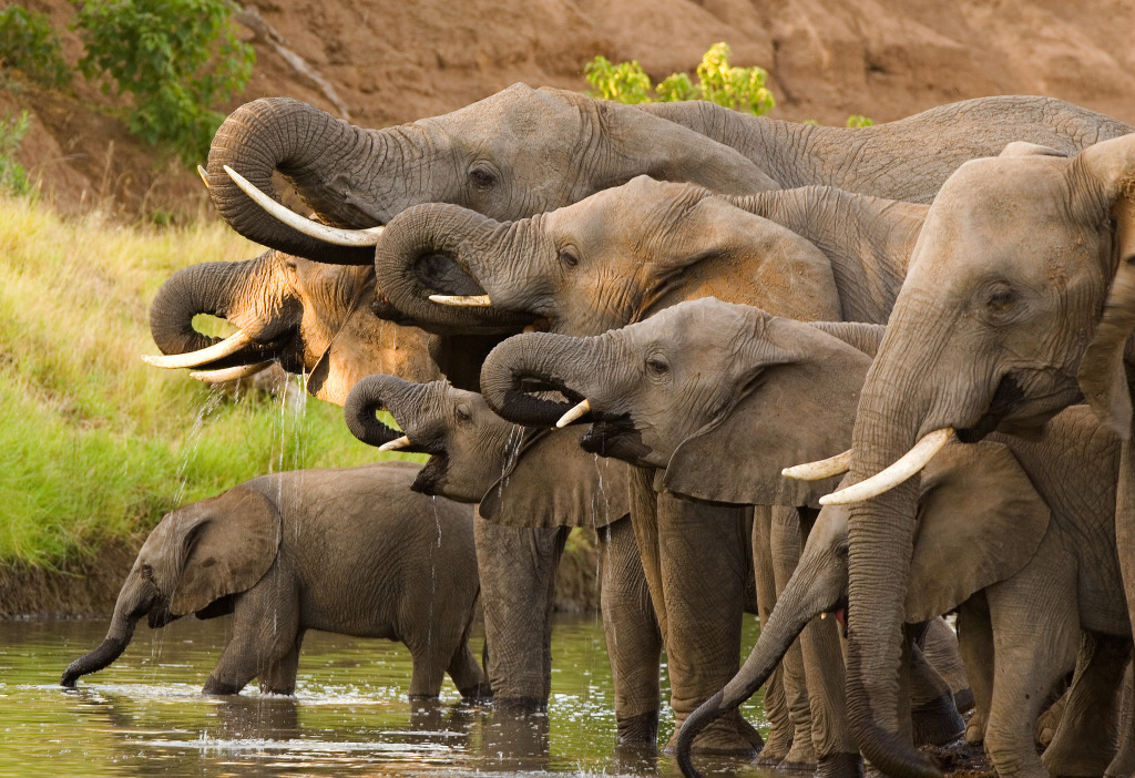 Eine Herde afrikanischer Elefanten jigsaw puzzle in Tiere puzzles on TheJigsawPuzzles.com