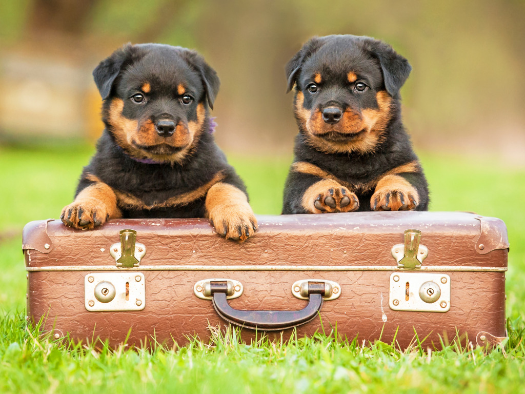 Des chiots Rottweiler jigsaw puzzle in Animaux puzzles on TheJigsawPuzzles.com