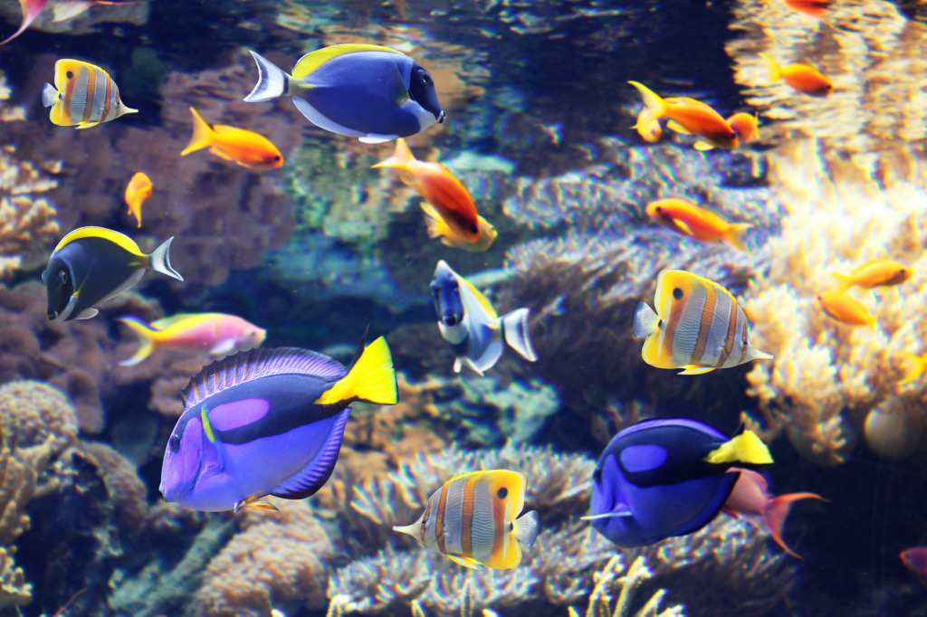 Blue Tang jigsaw puzzle in Sous les mers puzzles on TheJigsawPuzzles.com