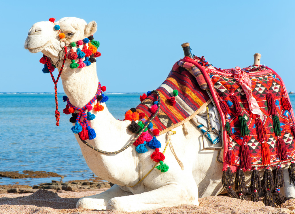 Un chameau se repose sur une plage Egyptienne jigsaw puzzle in Animaux puzzles on TheJigsawPuzzles.com