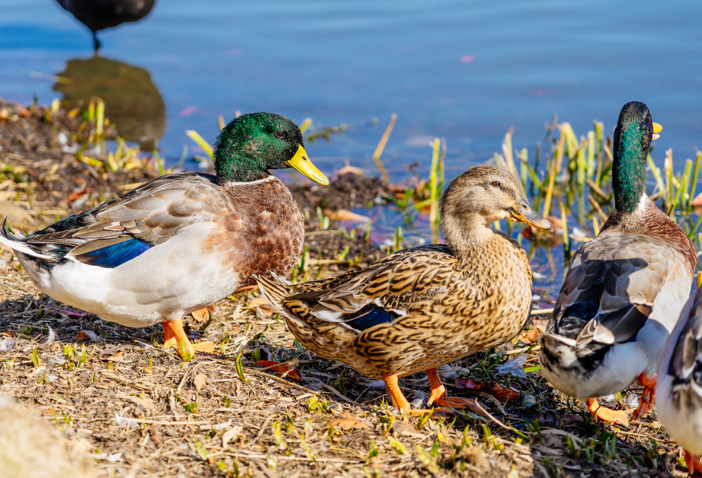 Mallards on the Shore jigsaw puzzle in Animals puzzles on TheJigsawPuzzles.com