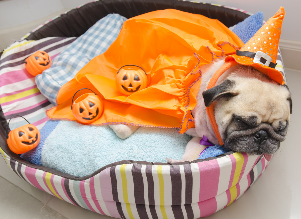 Pug in Halloween Costume jigsaw puzzle in Halloween puzzles on TheJigsawPuzzles.com