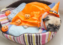 Pug in Halloween Costume