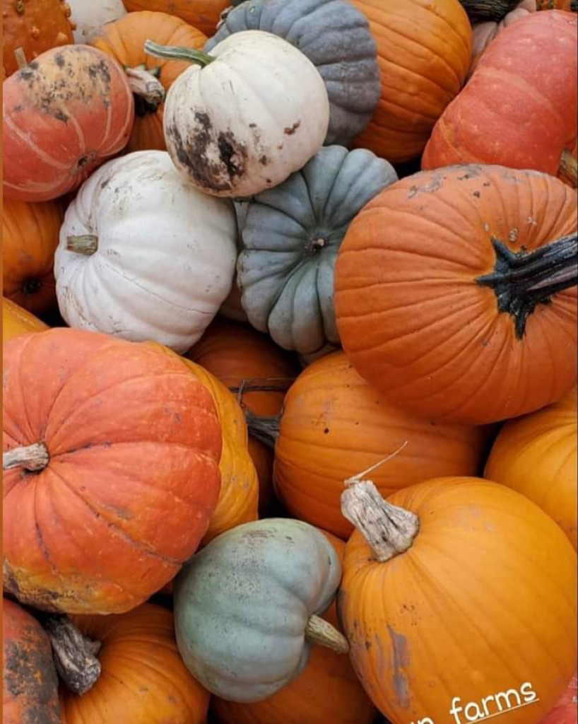 Thistledown pumpkins jigsaw puzzle in Carol Lewis puzzles on TheJigsawPuzzles.com