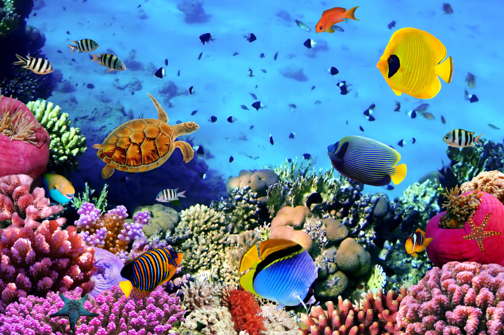 Korallenkolonie, Rotes Meer, Ägypten jigsaw puzzle in Unter dem Meer puzzles on TheJigsawPuzzles.com