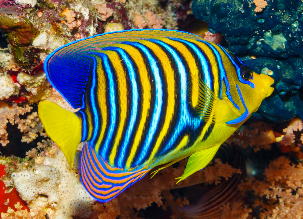 Royal Angelfish, Red Sea jigsaw puzzle in Under the Sea puzzles on TheJigsawPuzzles.com