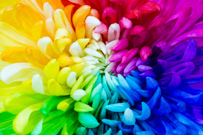 Rainbow Chrysanthemum Flower jigsaw puzzle in Macro puzzles on ...