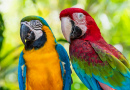 Blue and Gold Macaw and Green Winged Macaw