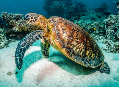 Green Sea Turtle jigsaw puzzle in Under the Sea puzzles on ...