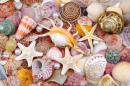 Seashells and Starfish