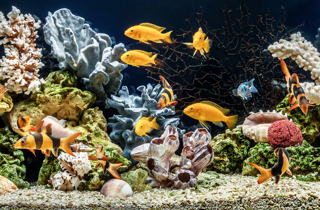 Freshwater Aquarium jigsaw puzzle in Under the Sea puzzles on TheJigsawPuzzles.com