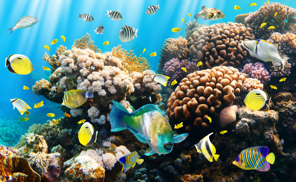 Тропические рыбы на коралловом рифе jigsaw puzzle in Подводный мир puzzles on TheJigsawPuzzles.com