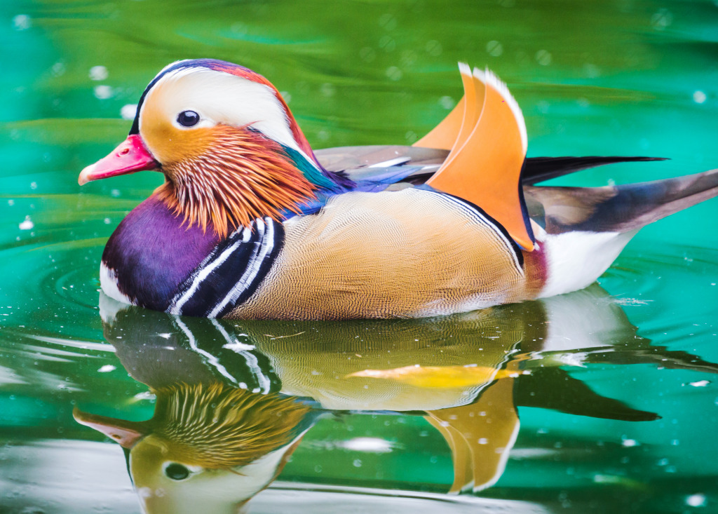Mandarin Duck jigsaw puzzle in Puzzle of the Day puzzles on TheJigsawPuzzles.com