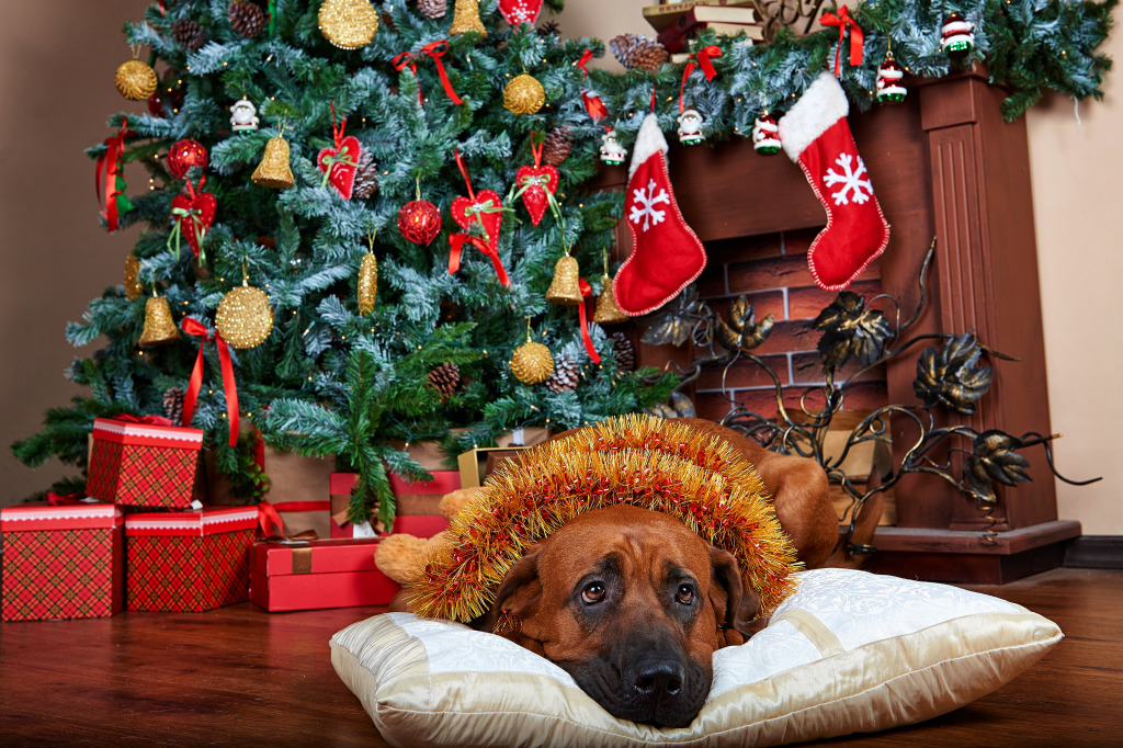 Ein Hund unter dem Weihnachtsbaum jigsaw puzzle in Weihnachten & Neujahr puzzles on TheJigsawPuzzles.com