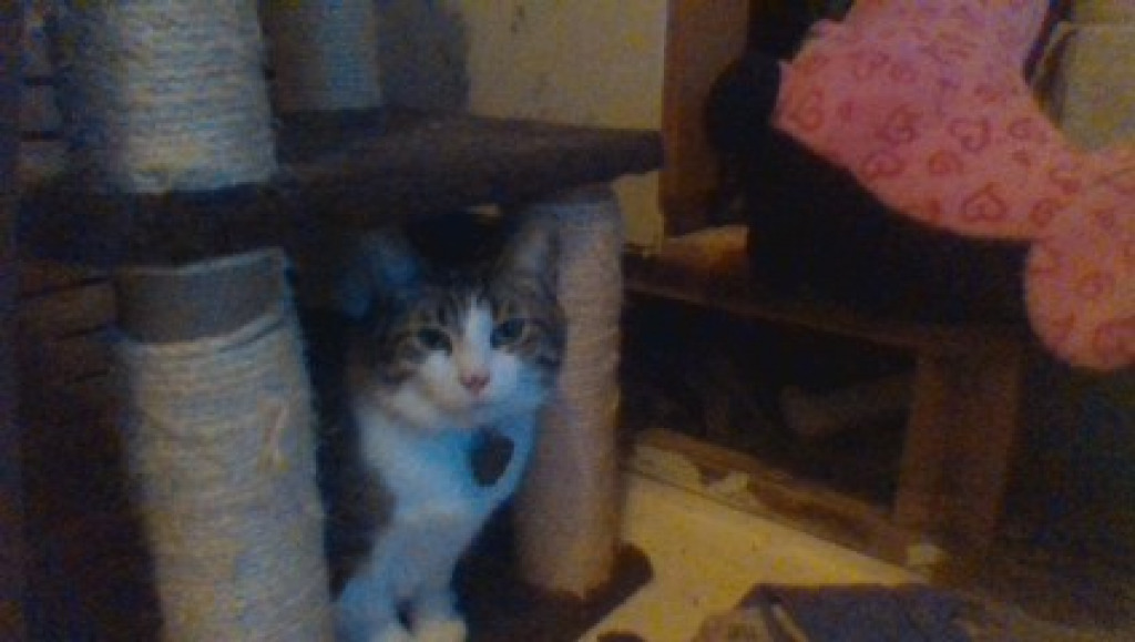 cat jigsaw puzzle in Jasmine Ann Salyers puzzles on TheJigsawPuzzles.com