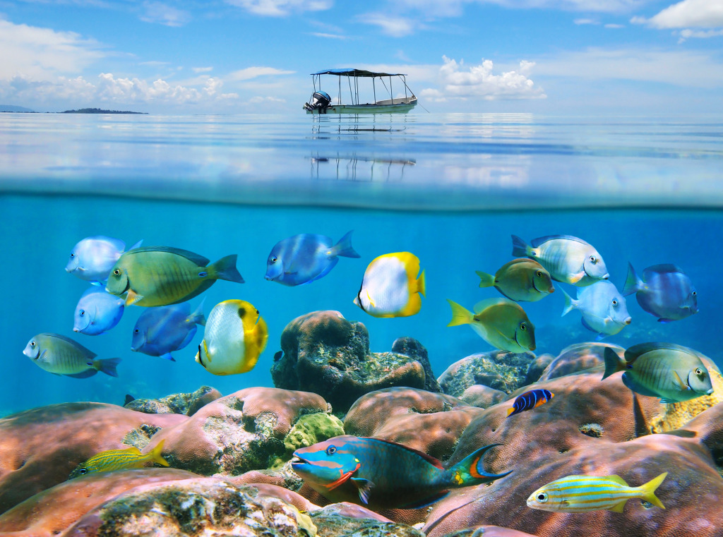 Bocas del Toro in the Caribbean jigsaw puzzle in Under the Sea puzzles on TheJigsawPuzzles.com