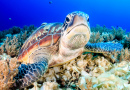 Green Turtle on the Sea Bed