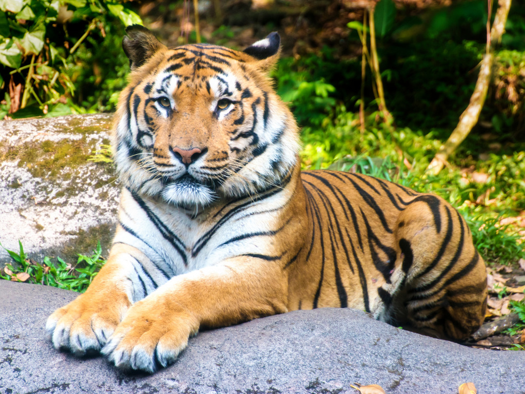 Sumatra-Tiger im Safari Park jigsaw puzzle in Tiere puzzles on TheJigsawPuzzles.com