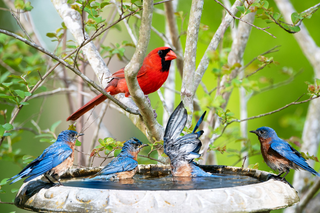 Northern Cardinal and Eastern Bluebirds jigsaw puzzle in Animals puzzles on TheJigsawPuzzles.com