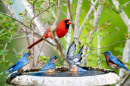 Northern Cardinal and Eastern Bluebirds