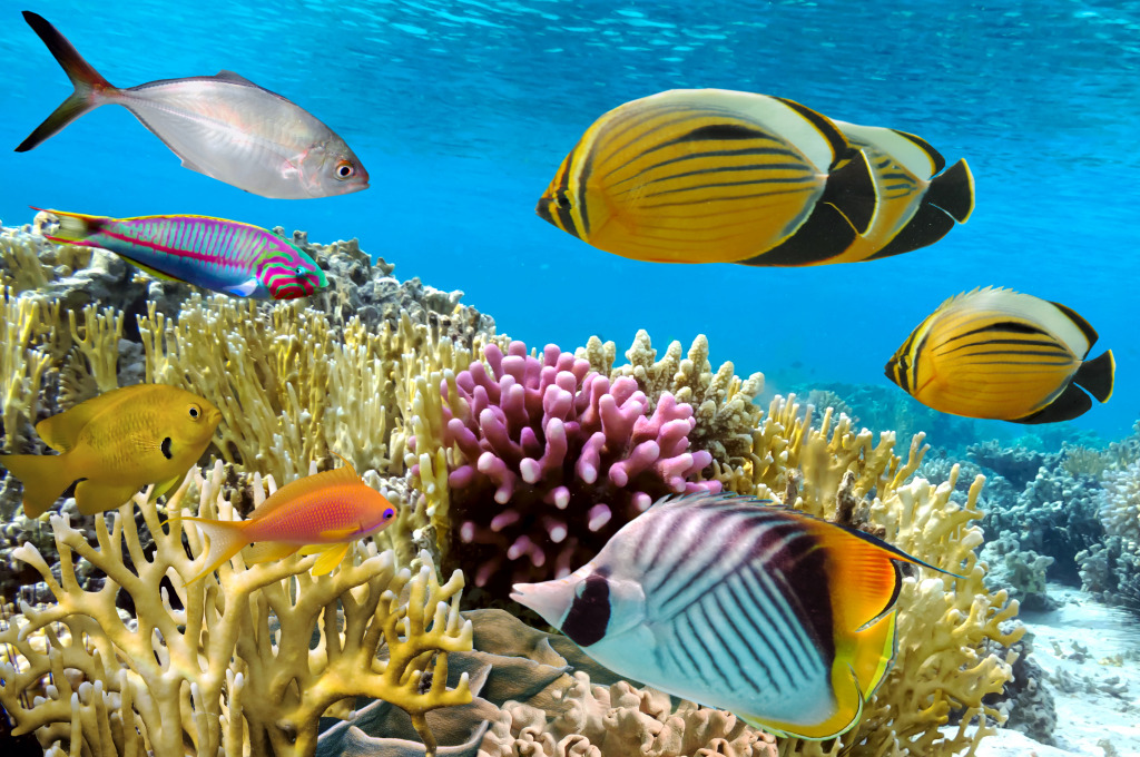 Coral Reef in the Red Sea jigsaw puzzle in Under the Sea puzzles on TheJigsawPuzzles.com