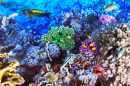 Corals and Tropical Fish