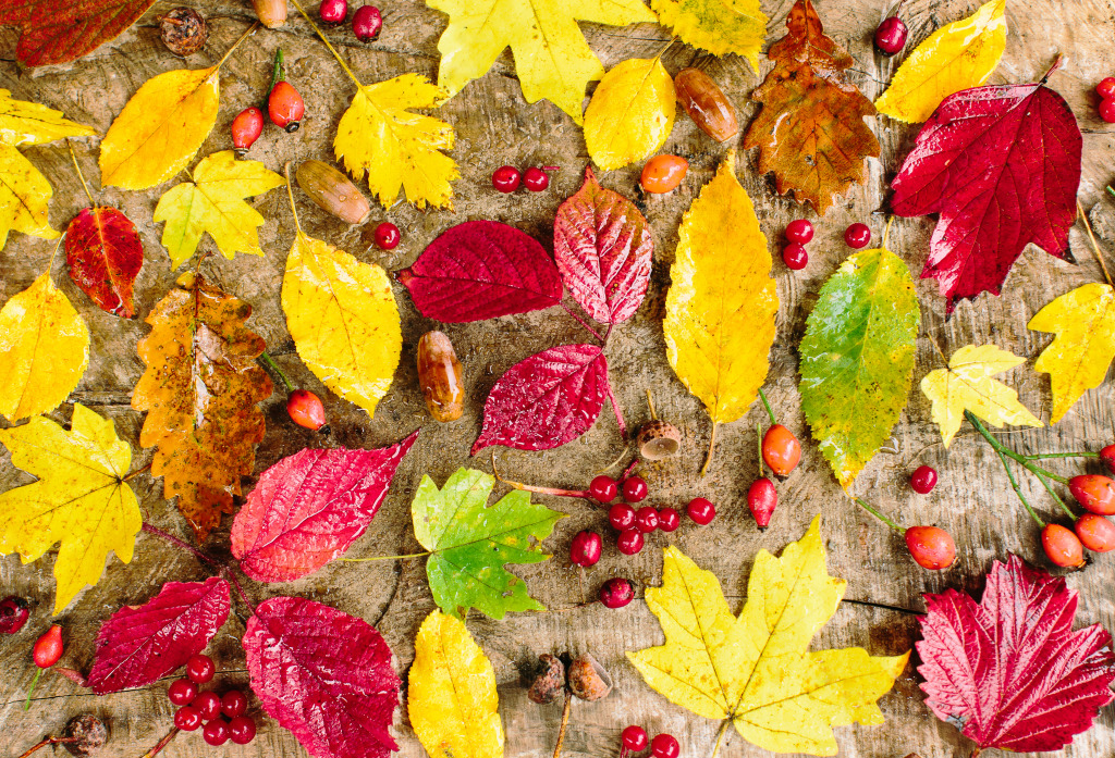 Herbstblätter jigsaw puzzle in Makro puzzles on TheJigsawPuzzles.com