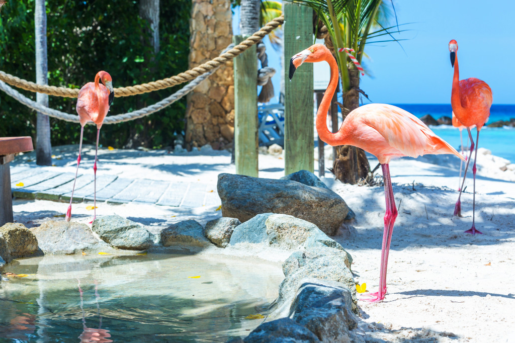 Flamingos na Praia, Aruba jigsaw puzzle in Animais puzzles on TheJigsawPuzzles.com