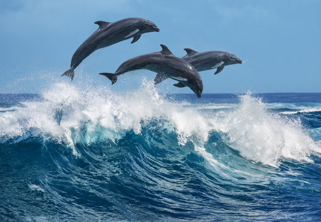 Delfine springen über brechende Wellen, Hawaii jigsaw puzzle in Tiere puzzles on TheJigsawPuzzles.com