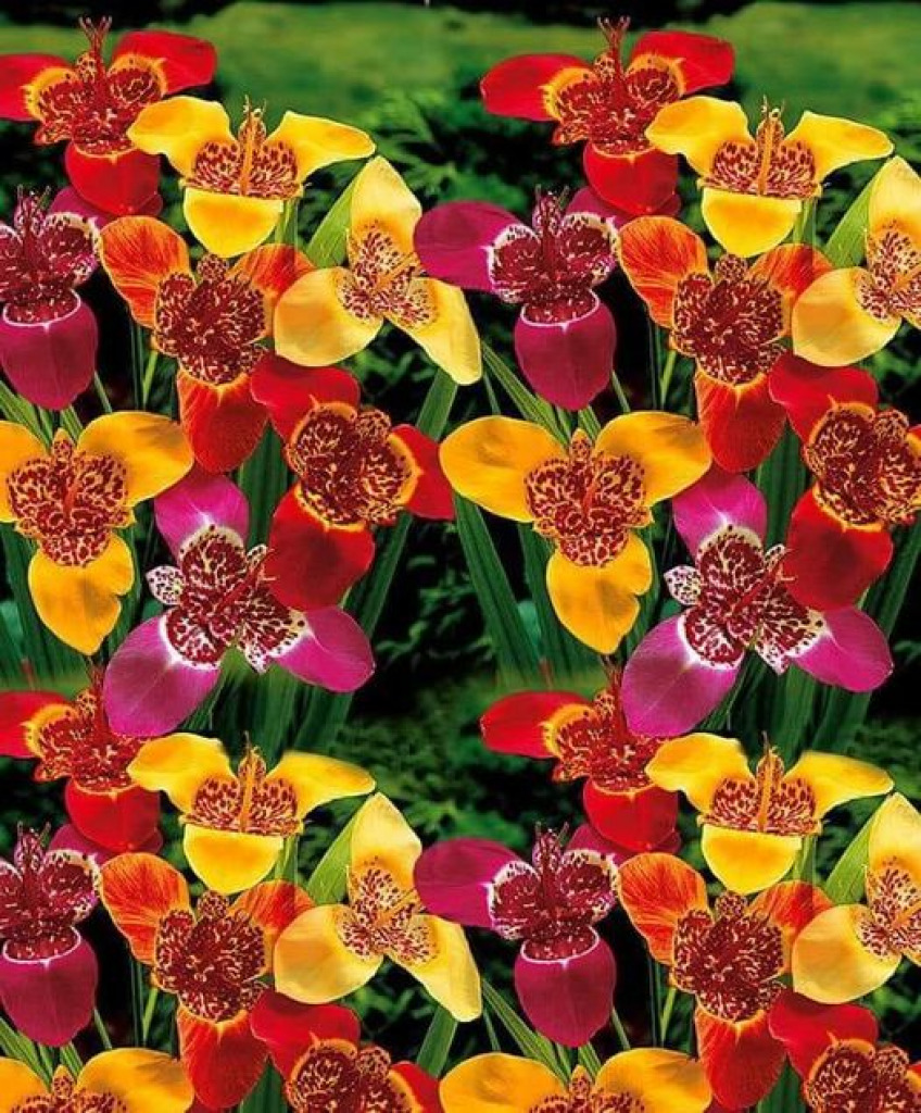 beautiful red, yellow flowers jigsaw puzzle in Sharlene McIntyre puzzles on TheJigsawPuzzles.com