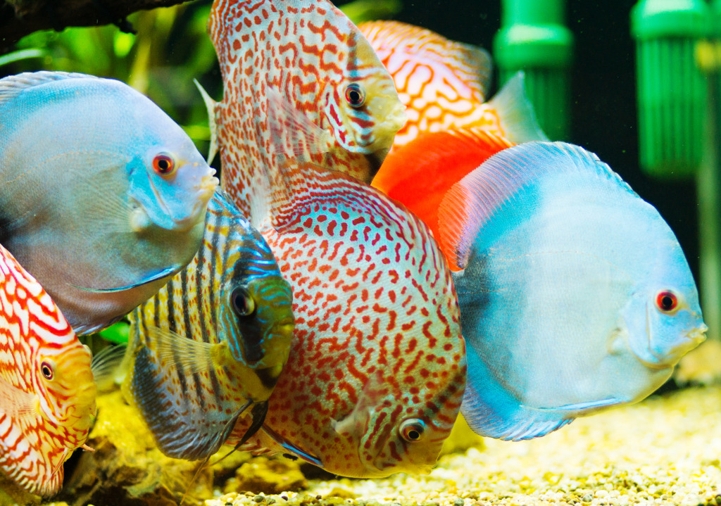 Discus Fish jigsaw puzzle in Under the Sea puzzles on TheJigsawPuzzles.com