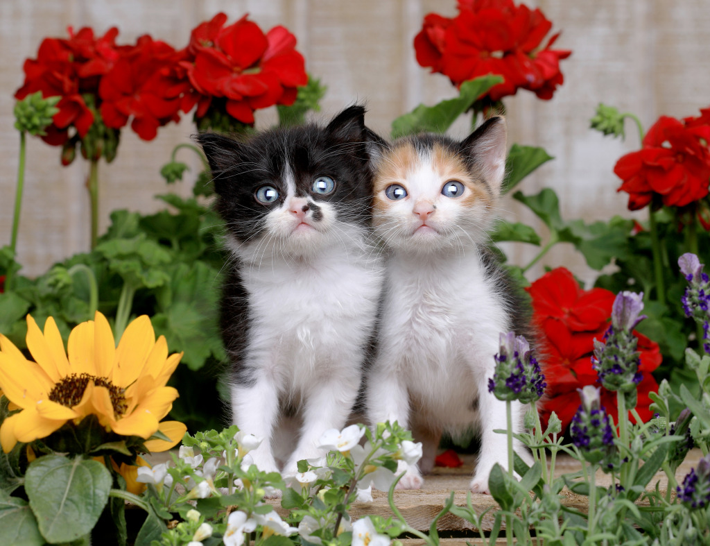 Baby Kittens in a Garden Setting jigsaw puzzle in Animals puzzles on TheJigsawPuzzles.com