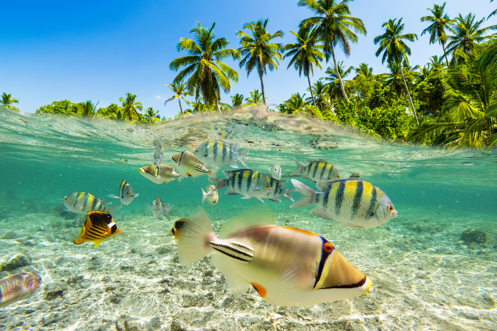 Snorkeling in the Tropical Sea jigsaw puzzle in Under the Sea puzzles on TheJigsawPuzzles.com