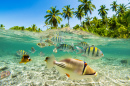 Snorkeling in the Tropical Sea