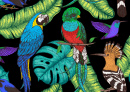 Hoopoe, Hummingbird, Quetzal, and Ara