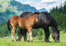 Foal with a Mare on a Summer Pasture