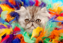 Persian Kitten Hiding in a Feather Boa