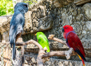 Parrot Friends