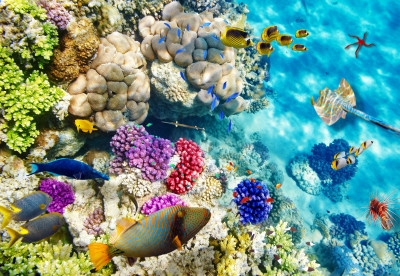 Wonderful Underwater World jigsaw puzzle in Under the Sea puzzles on ...