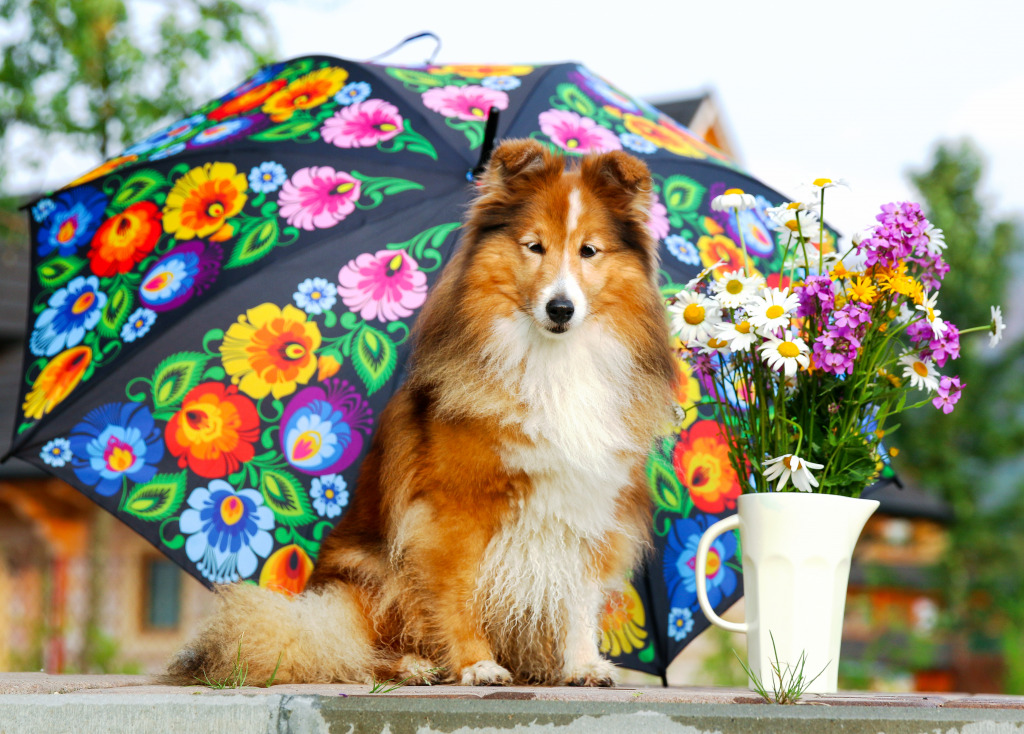 Shetland Collie jigsaw puzzle in Animaux puzzles on TheJigsawPuzzles.com