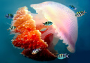 Mosaic Jellyfish