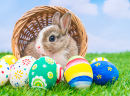 Bunny and Easter Eggs